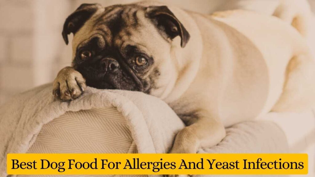 Best Dog Food For Allergies And Yeast Infections