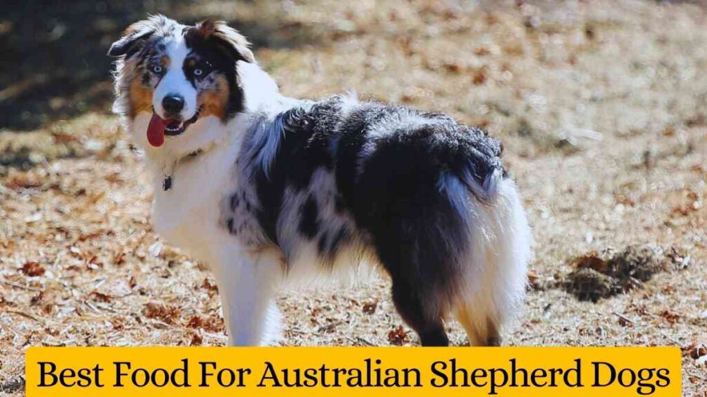 Best Food For Australian Shepherd Dogs