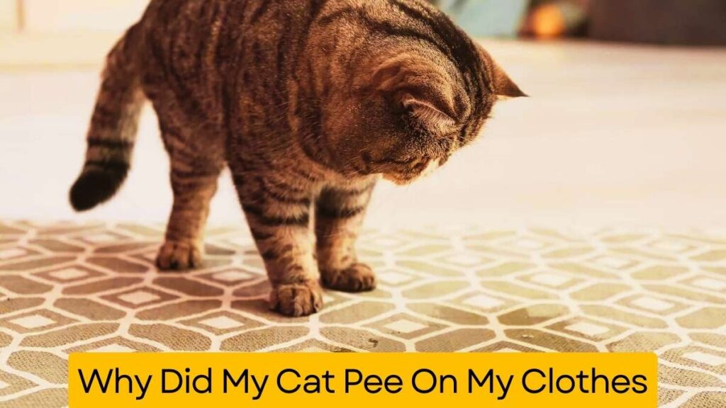 Why Did My Cat Pee On My Clothes.