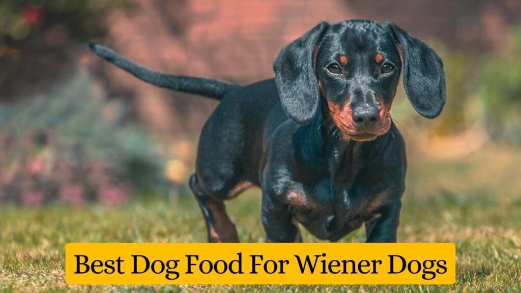 best dog food for wiener dogs