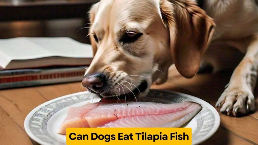 Can Dogs Eat Tilapia Fish