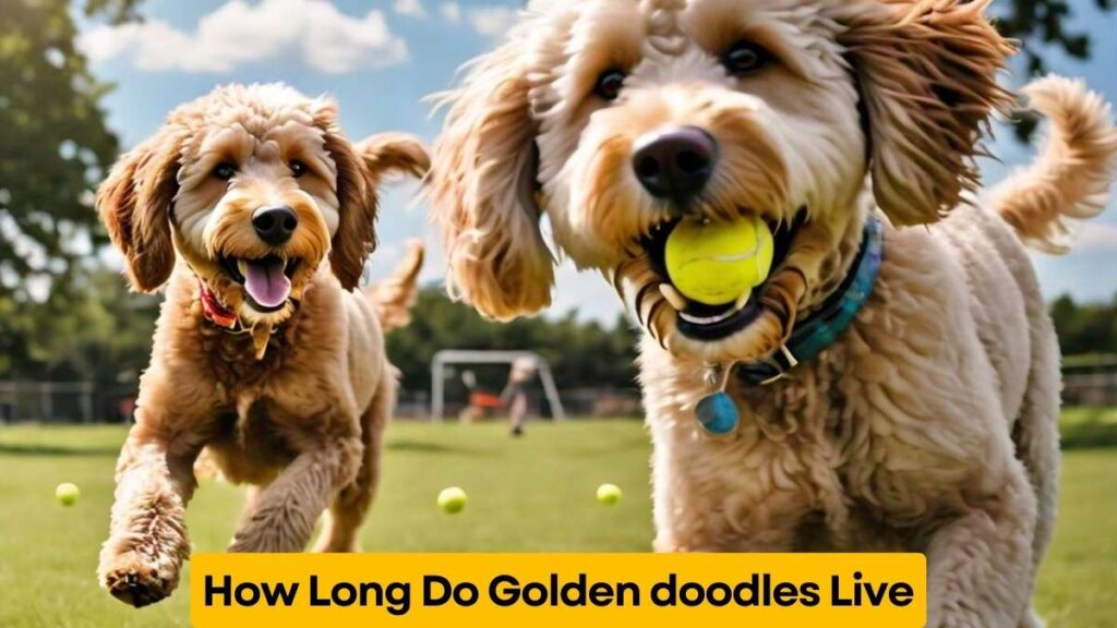 How Long Do Goldendoodles Live