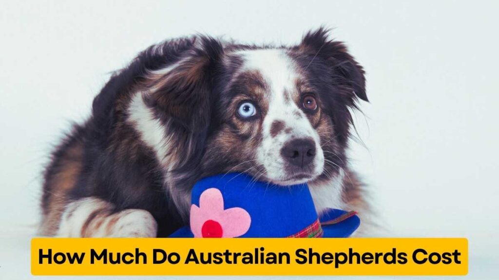 How Much Do Australian Shepherds Cost