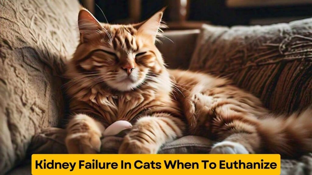 Kidney Failure In Cats When To Euthanize