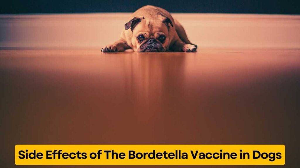 Side Effects of The Bordetella Vaccine in Dogs