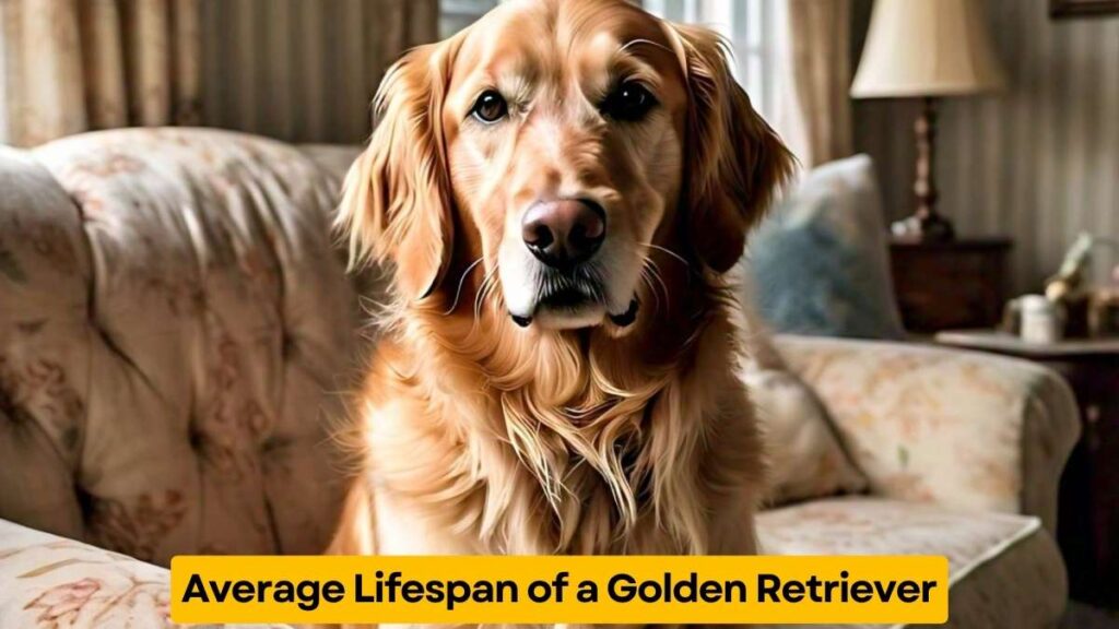 Average Lifespan of a Golden Retriever