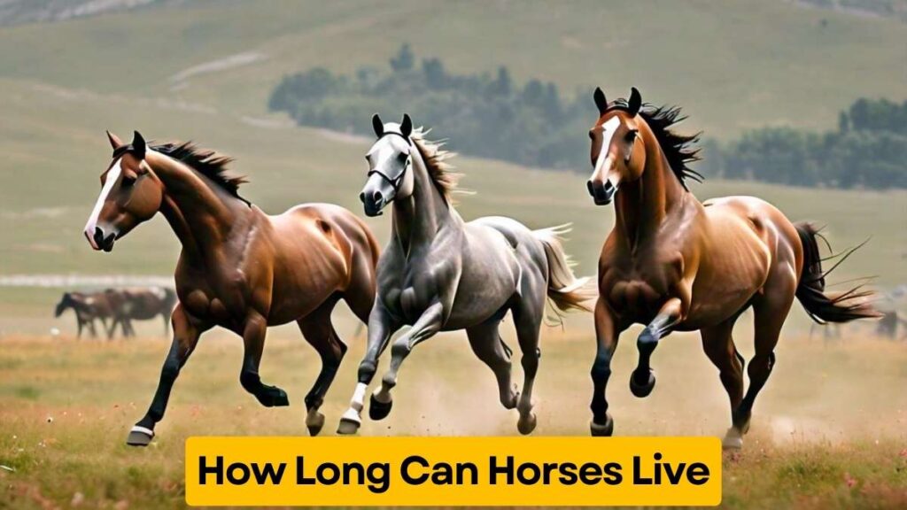 How Long Can Horses Live