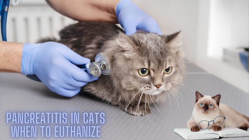 Pancreatitis in Cats When to Euthanize