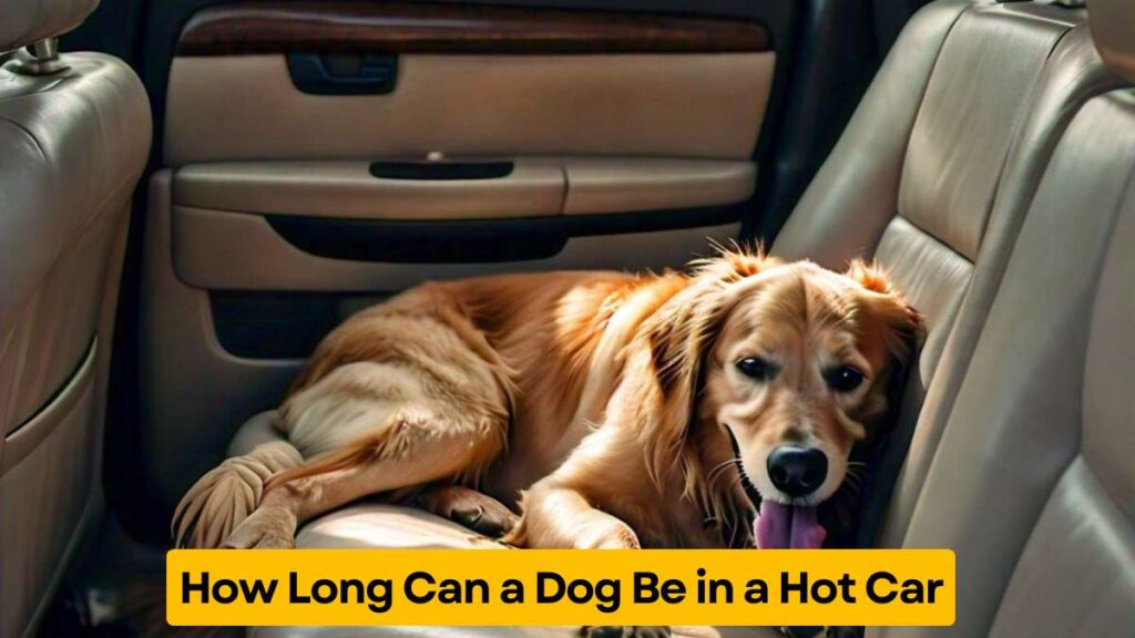 How long can a dog be in a hot car