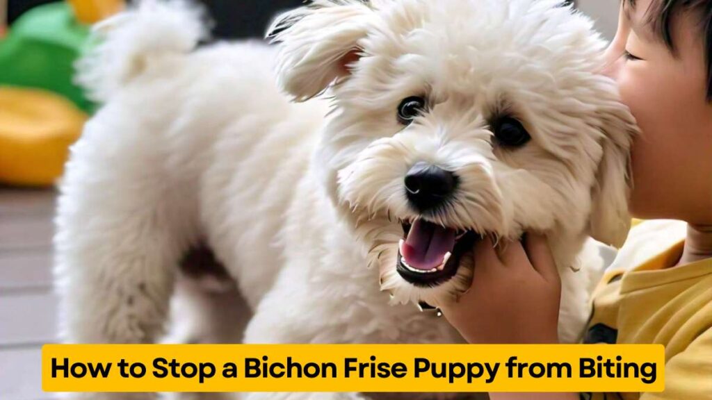 How to Stop a Bichon Frise Puppy from Biting