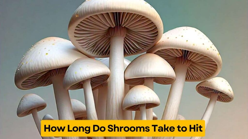 How Long Do Shrooms Take to Hit